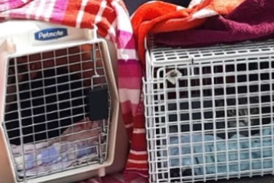 Katzen kommen lebenslänglich in den Knast: Das steckt dahinter!