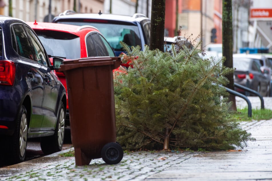 Damit der ASR Euren Weihnachtsbaum mitnimmt, müsst Ihr diesen am Entsorgungstag neben die Biotonne legen.