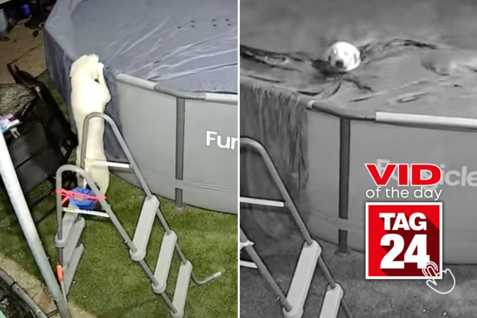 viral videos: Viral Video of the Day for July 12, 2025: Two dogs caught taking a midnight plunge in backyard pool