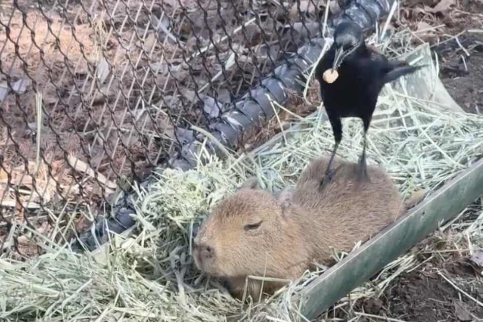 Tupi wollte eigentlich schlafen, da bekam das kleine Wasserschwein Besuch aus der Luft.