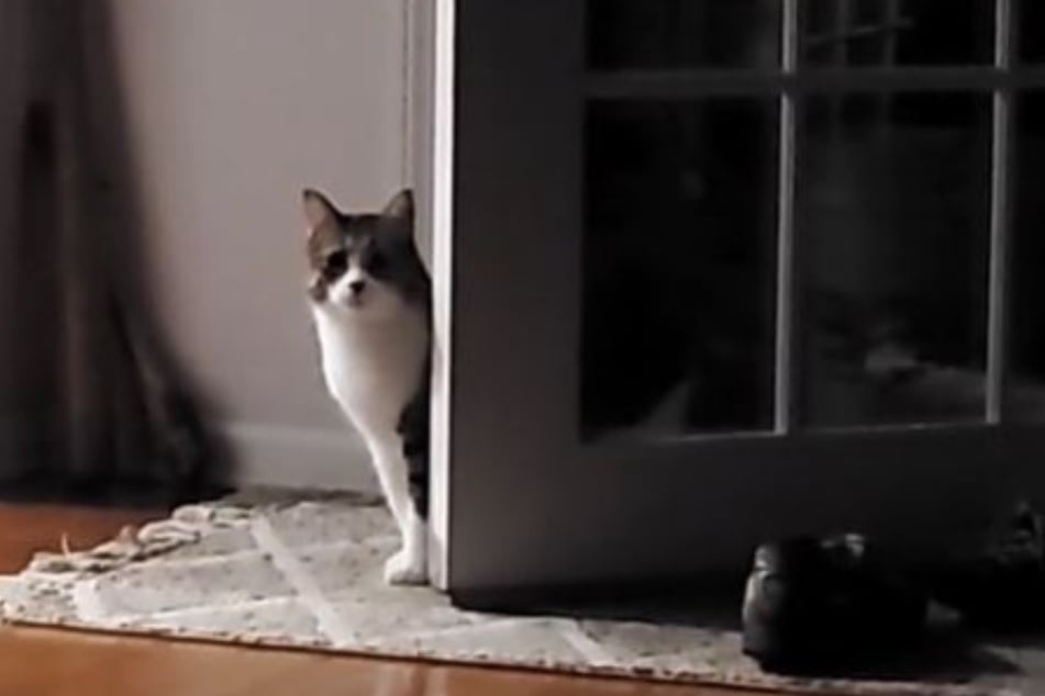 Basil the cat looks so very embarrassed when it realizes the doors been open the whole time.