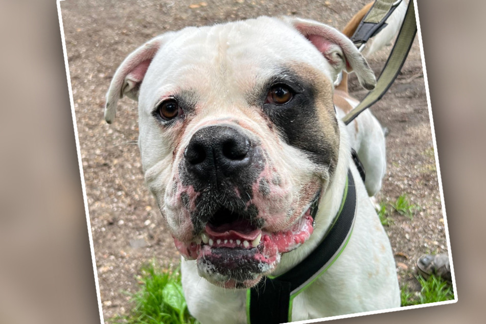 American Bulldog Bernie kam ins Tierheim, weil seine Besitzer mit dem Hund überfordert waren.