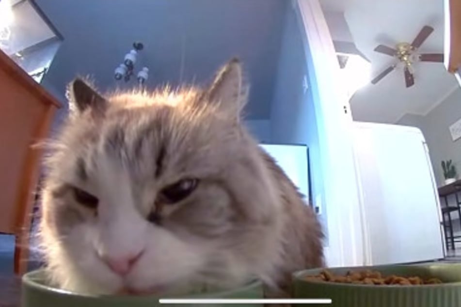 Zuerst beobachtete Abigail, wie ihre Katze genüsslich aus dem Wassernapf trank.