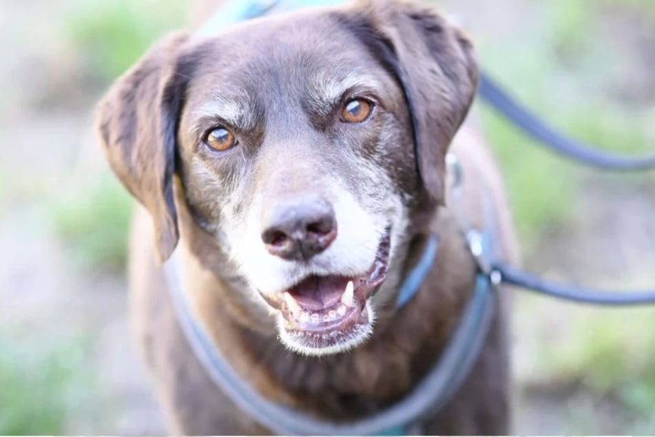 Labrador-Retriever Bärchen (12) musste vor einem Monat sein bisheriges Zuhause verlassen.