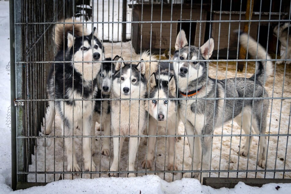 Wenn die Huskys einen Schlitten sehen, springen alle sofort auf und wollen los.