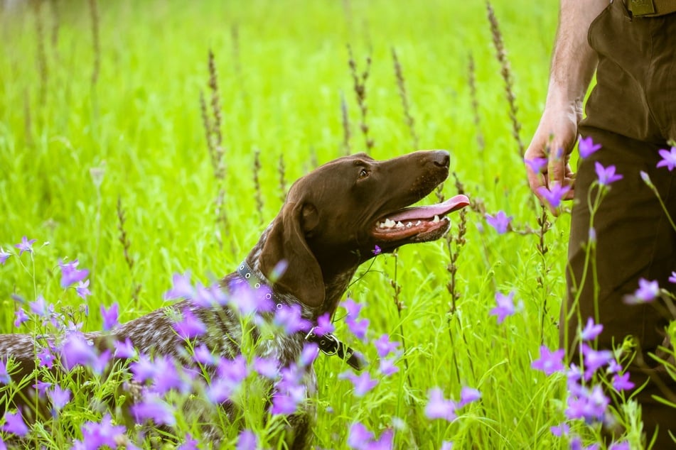Hundepfeifen können den Gehorsam der Hunde gut trainieren.