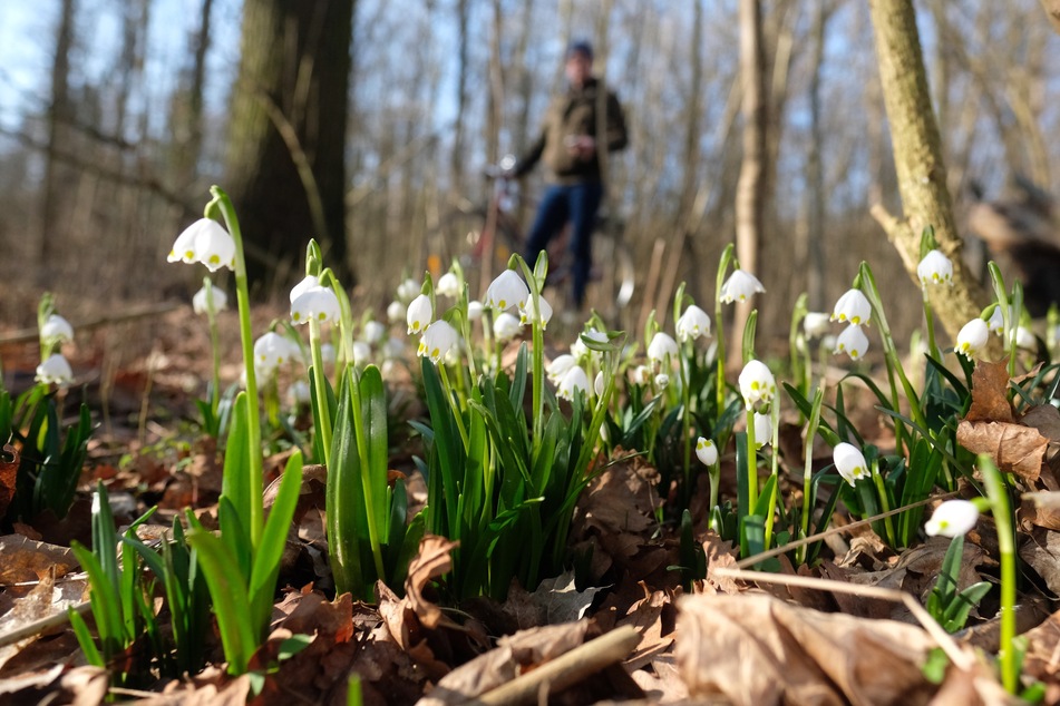 Der Sonntag lädt an diesem Wochenende mal wieder zu einem Spaziergang ein, um beispielsweise die Frühlingsblumen im Leipziger Auwald zu sehen: Es soll sonnig werden!