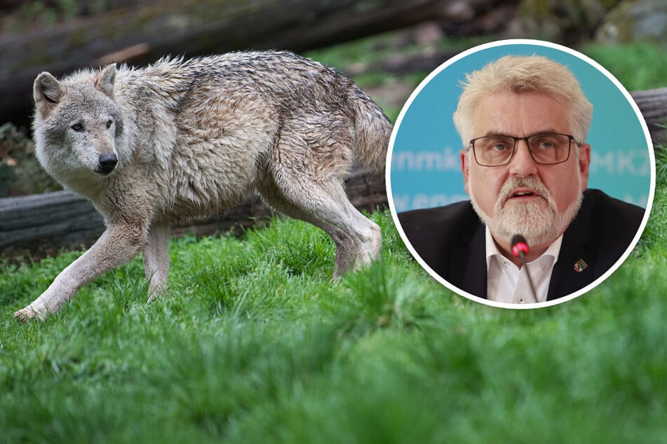 Wölfe: "Problemwölfe" abschießen: Umweltminister begrüßt Einigung