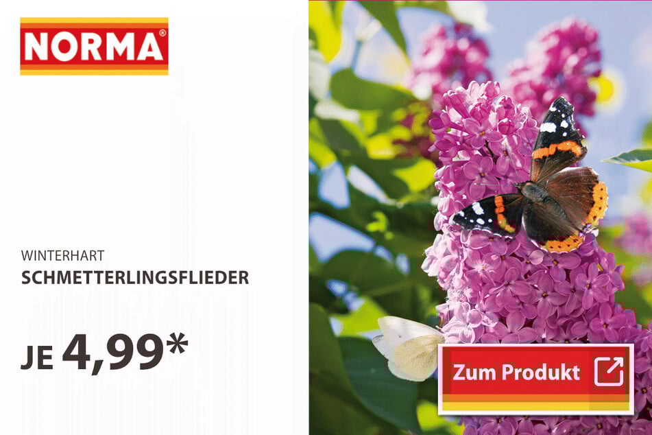 Schmetterlingsflieder