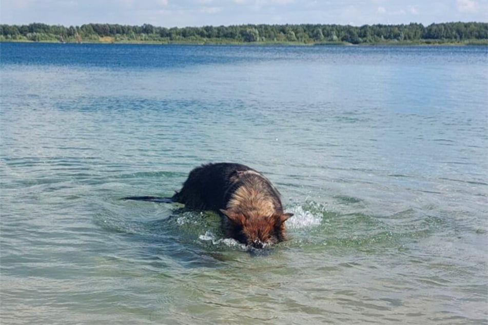 In seinem Element: Duke liebt Wasser.