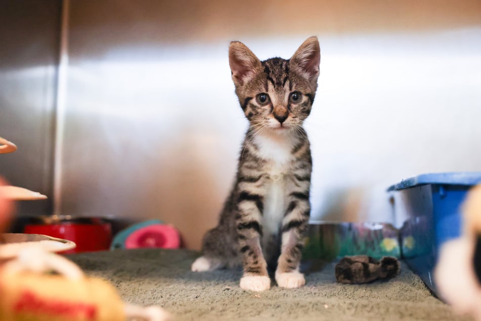 El 8 de agosto, los gatos son el centro de atención. Pero muchos de estos animales peludos en Baviera no tienen un hogar acogedor y deben ir a un refugio para animales.