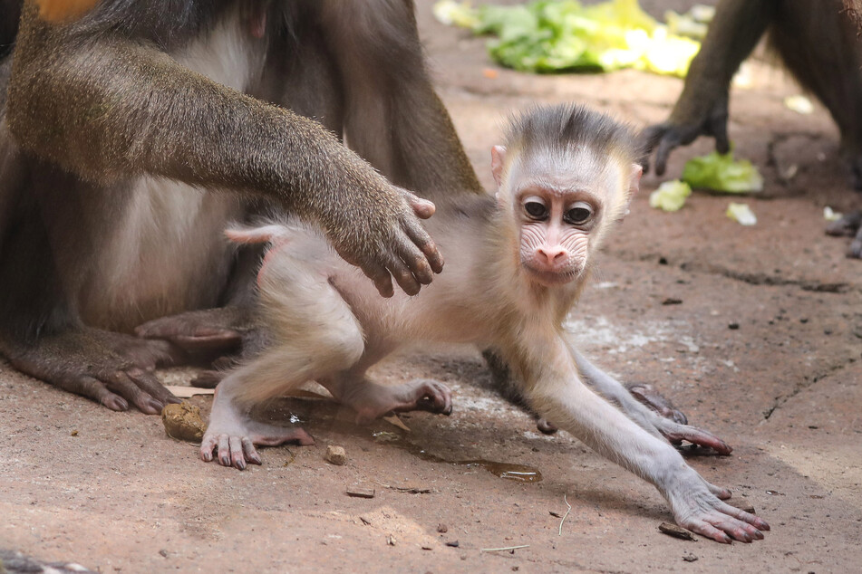 Eines der jüngsten Nachwuchskinder: Der kleine Mandrill-Junge Dajan wurde am 16. Mai im Dresdner Zoo geboren.