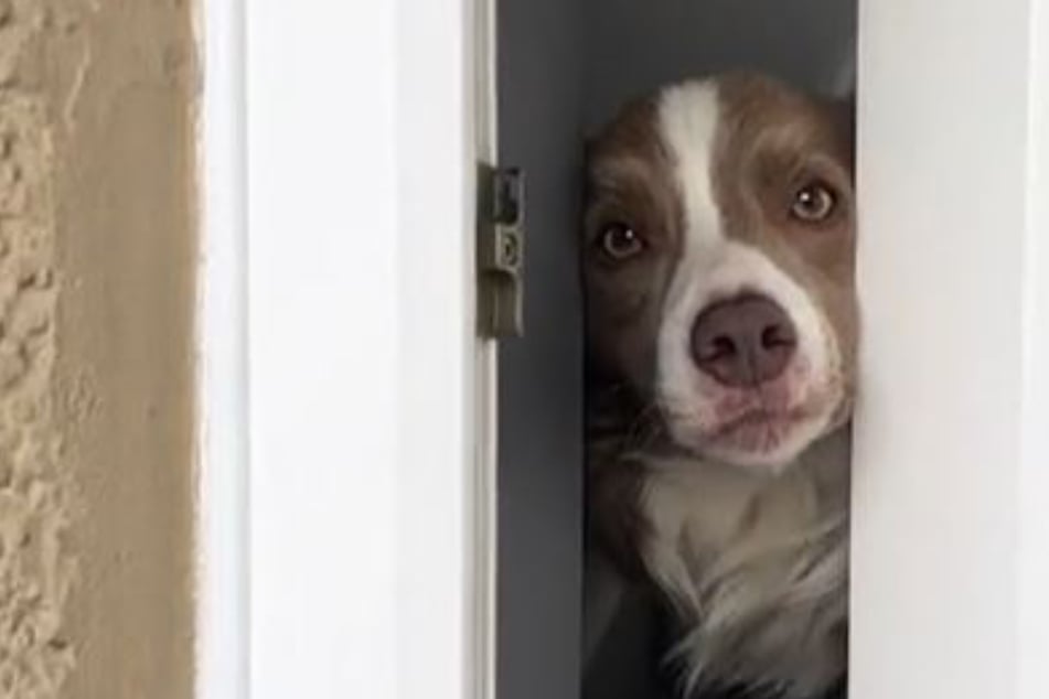 Dog greets his owner at the door in the most unusual way!