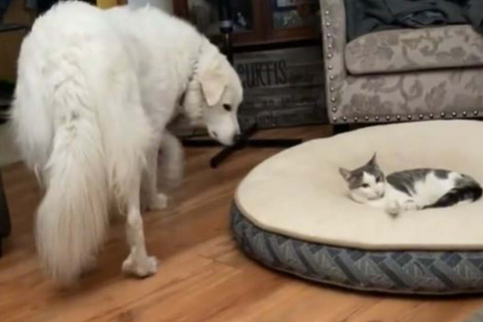 Katze besetzt Platz von Hund: Dessen "Antwort" sorgt für mächtig Gelächter