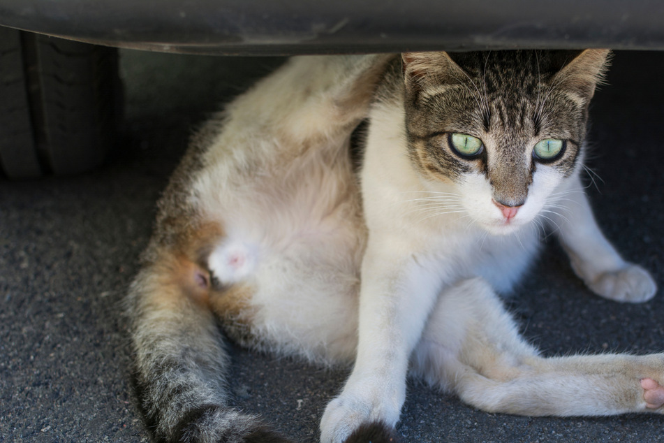 Katze auf A66 aus fahrendem Auto geworfen und überrollt: Polizei ermittelt, PETA schaltet sich ein!