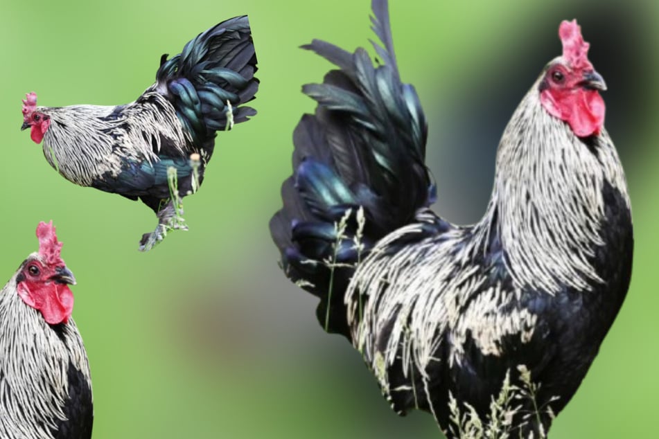 Gustav pasea con orgullo: ¿Tienes el cesto adecuado para el hermoso gallo?