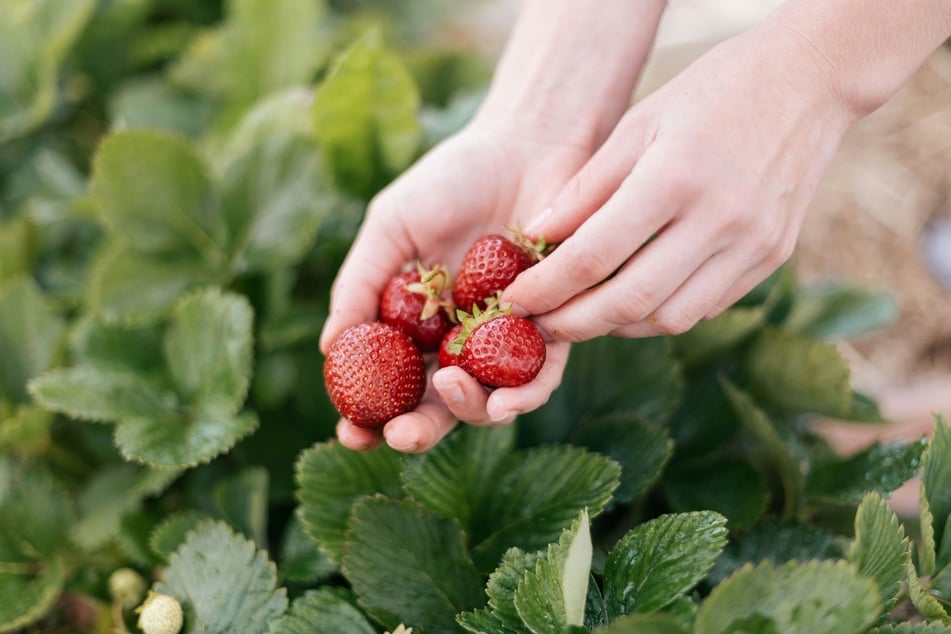 Erdbeeren selber zu pflücken ist ein Spaß für die ganze Familie. (Symbolbild)