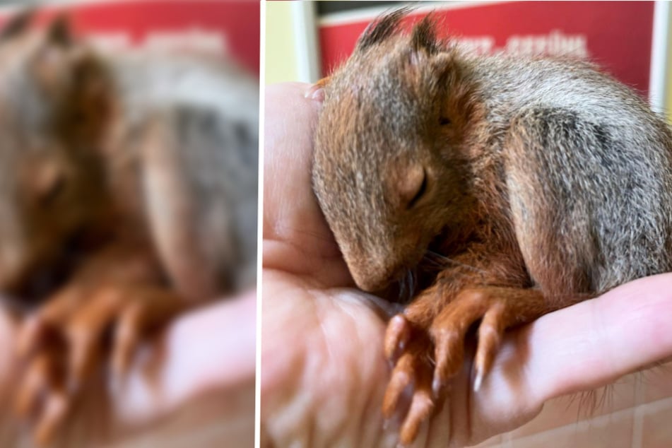 Eichhörnchen streunert durch Garten - Anwohner retten hilflosem Zwerg das Leben