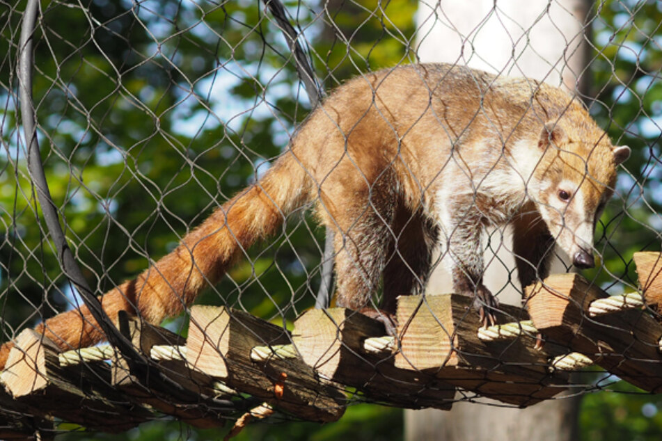 Zuwachs aus Guatemala: Elf Nasenbären beziehen den Leipziger Zoo!