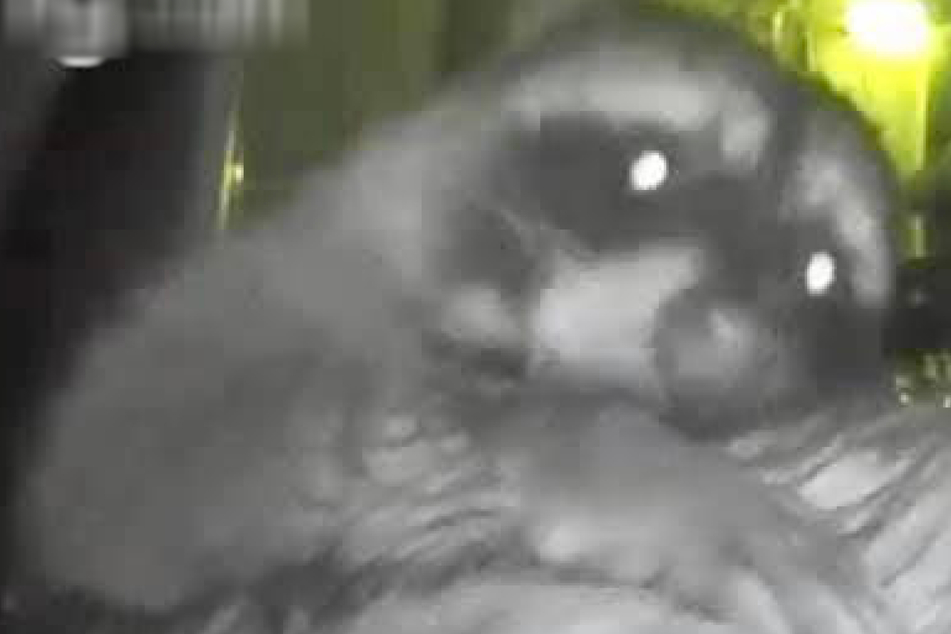 A rascal raccoon gives the camera a full moon!