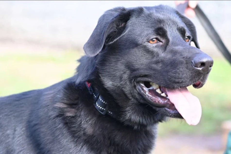 Schäferhund-Mischling Blacky (1) aus dem Berliner Tierheim sucht dringend nach einem neuen Zuhause.