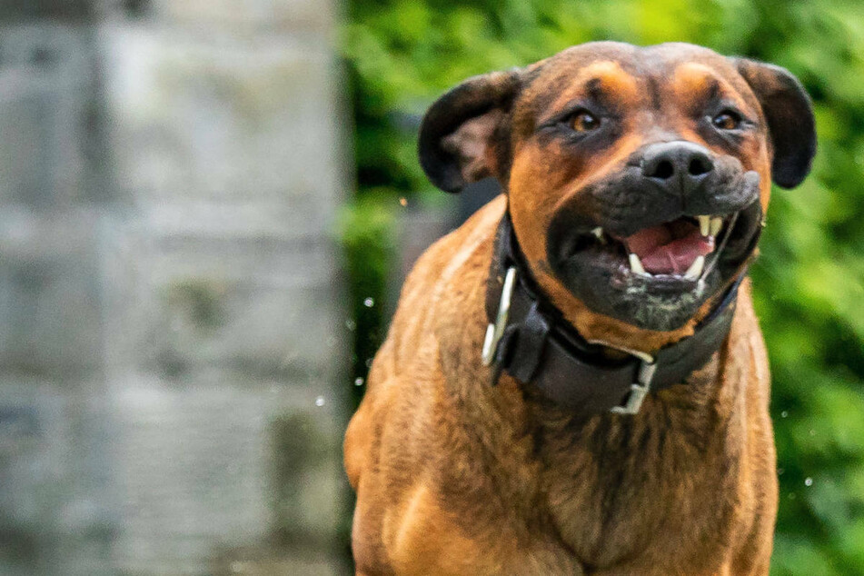 Fremdenfeindliche Attacke: Männer hetzen Hund auf 18-Jährigen in Neubrandenburg