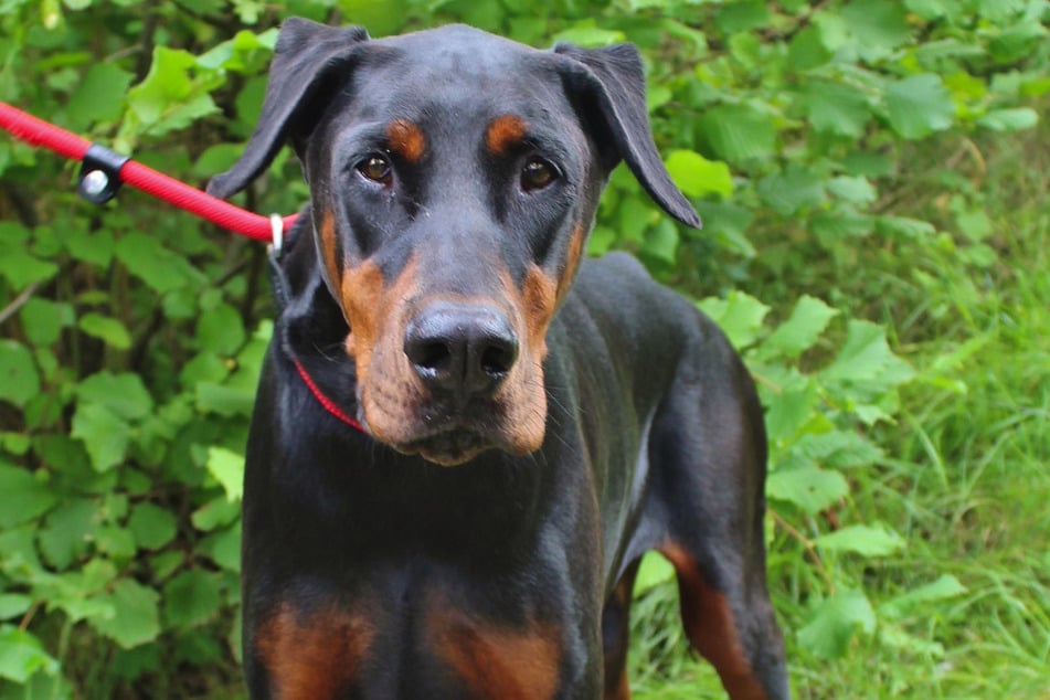 Dobermann "Veysel" sucht erfahrene Hundehalter.