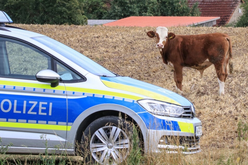 Der Jungbulle konnte mit der Betäubungsspritze nicht ruhig gestellt werden.