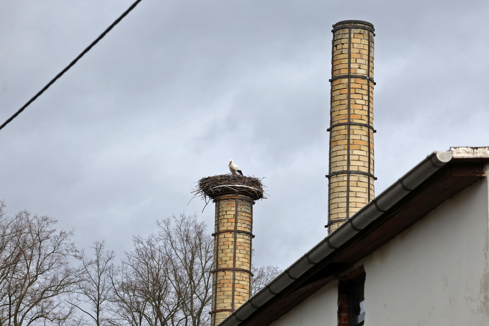 Auf dem Schornstein einer Waldenburger Keramikwerkstatt ist der erste Storch zurück. Er baut am Nest und ruft nach seiner Dame.