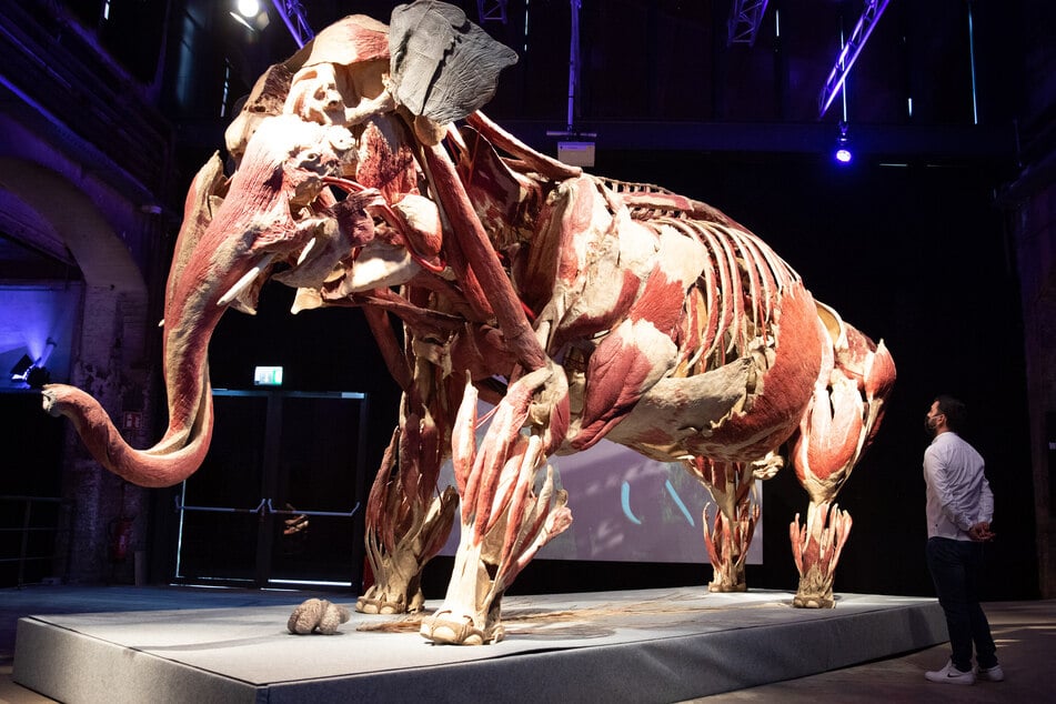 Das Plastinat "Elefantenkuh Samba" ist das Highlight der Ausstellung.