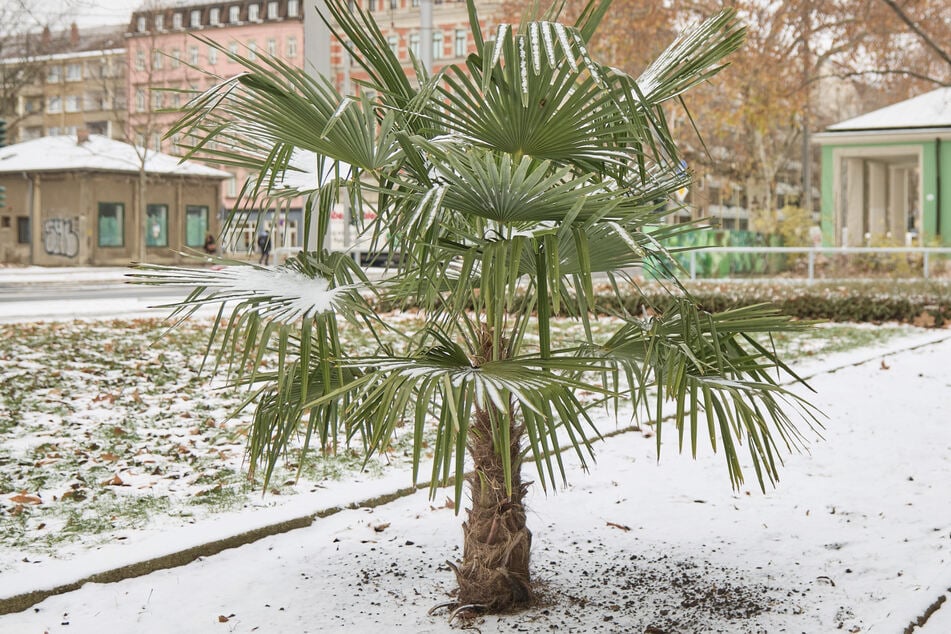 Dresden: Kurioser Winter-Anblick: Frostharte Palme am Fetscherplatz
