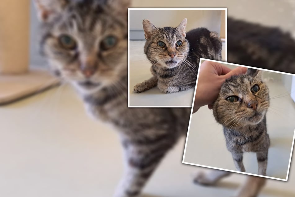 Blind und allein: Katzen-Omi Adelgunde will nochmal so richtig kuscheln