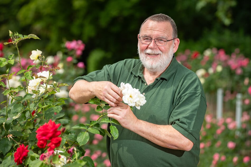 Gärtnermeister Jens Zappe liebt den Rosengarten.