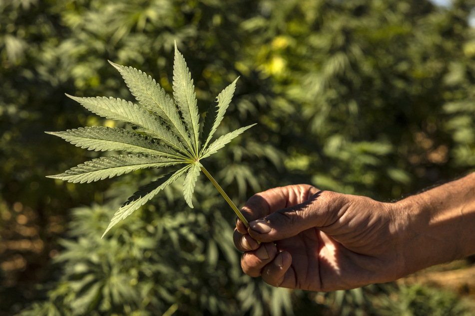 57 Prozent des Cannabis-Geschäftes in Ontario ist inzwischen legal. (Symbolbild)