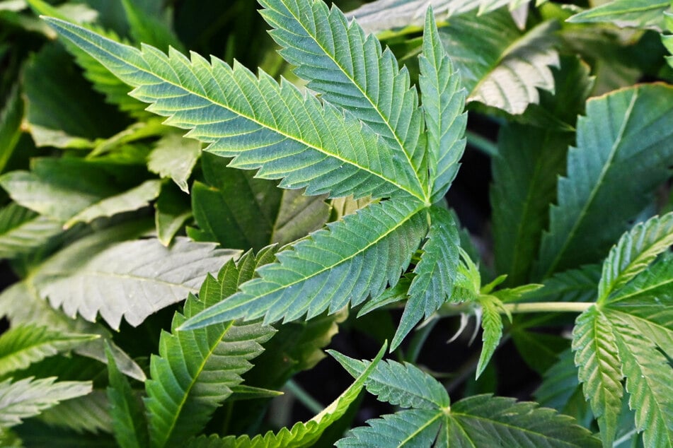 Die Cannabis-Pflanze, auch bekannt als Hanf, wird schon seit der Jungsteinzeit von Menschen genutzt.
