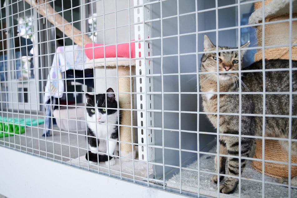 In den Katzenhäusern leben viele Tiere, die neue Menschen suchen.