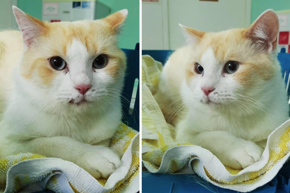 Verletzter Kater in Marzahn gefunden: Wo sind seine "Dosenöffner"?