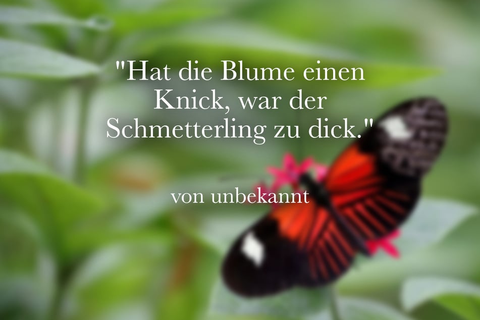 Ein lustiger Spruch über Blumen ist: "Hat die Blume einen Knick, war der Schmetterling zu dick."