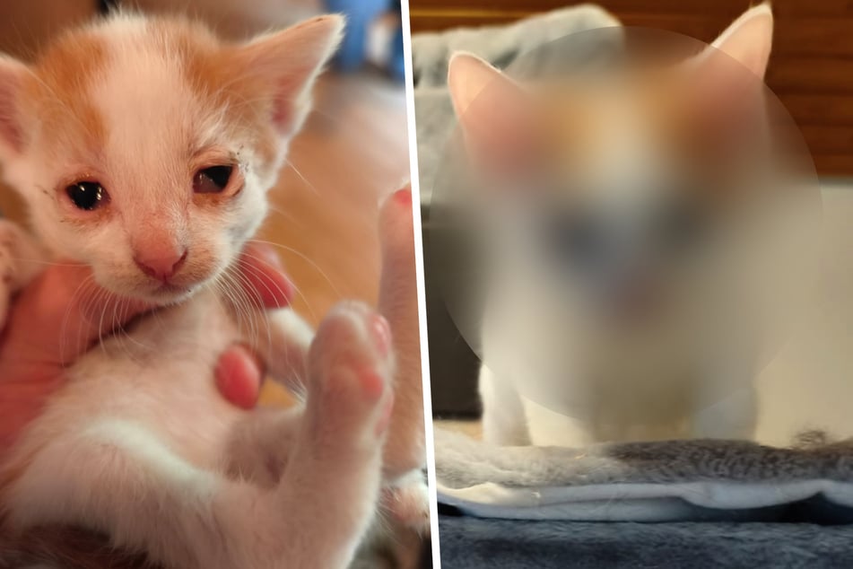 Tierschützer retteten todkranke Katzenbabys: So süß sehen die Kleinen jetzt aus!