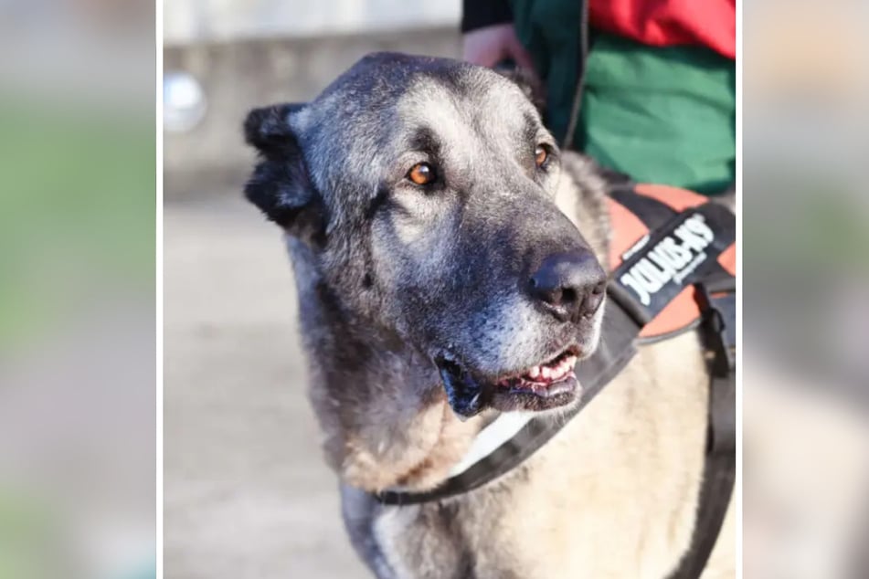 Kangal Lee aus dem Berliner Tierheim sucht nach einer letzten Bleibe.