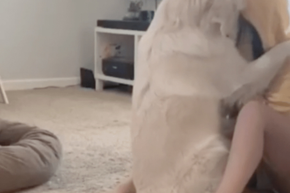 Hund Watson tröstet Besitzerin Jen mit einer liebevollen Umarmung.