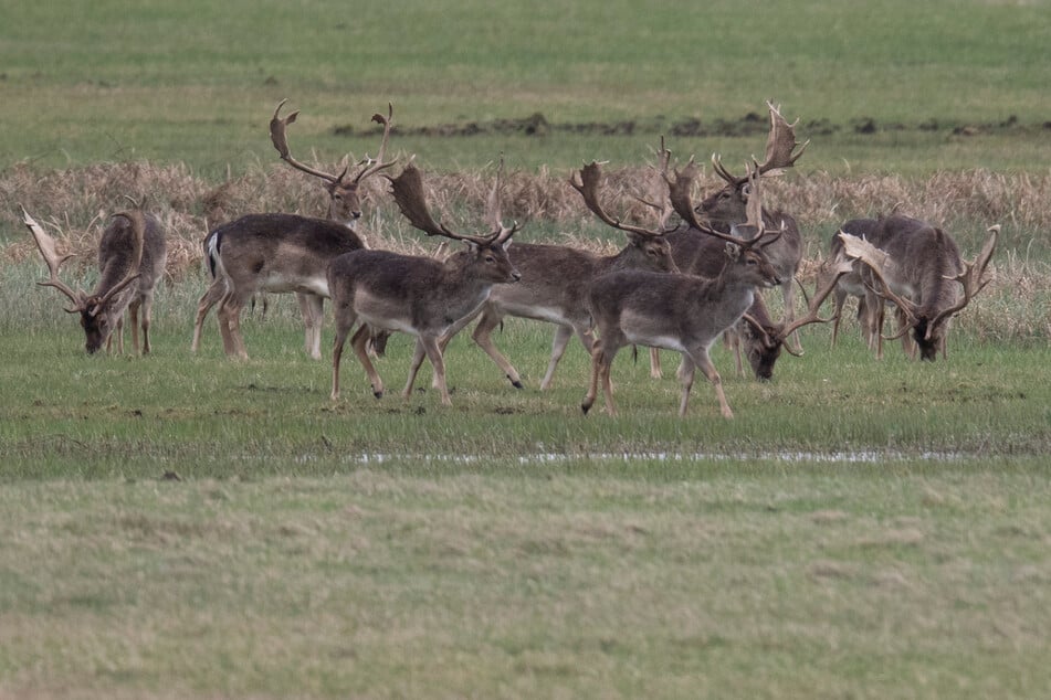 Bei Mainhausen nahe der A3 sind am Sonntagabend mehrere Wildtiere ausgebüxt und haben für Aufregung gesorgt. (Symbolfoto)