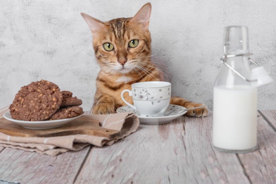 Can cats drink milk? Are cats lactose intolerant?