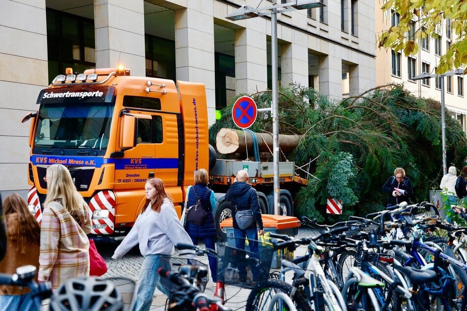 ... welcher die Tanne zum Altmarkt brachte.