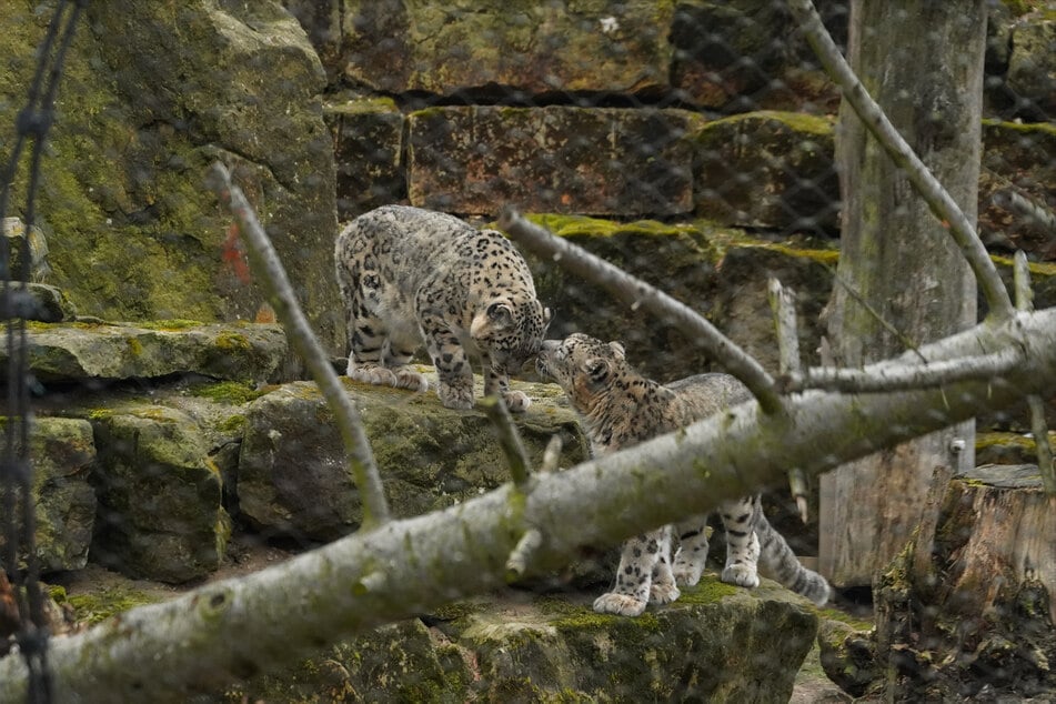 Bataar (l.) und Istari tauschen schon seit Wochen Zärtlichkeiten aus.