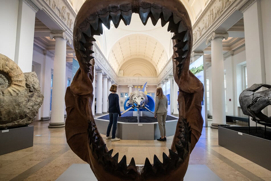 Das Gebiss eines Megalodons, ausgestellt im Stuttgarter Naturkundemuseum.