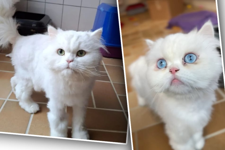 Perserkatzen aus höllischen Verhältnissen gerettet: Trotzdem sind sie super zutraulich und lieb