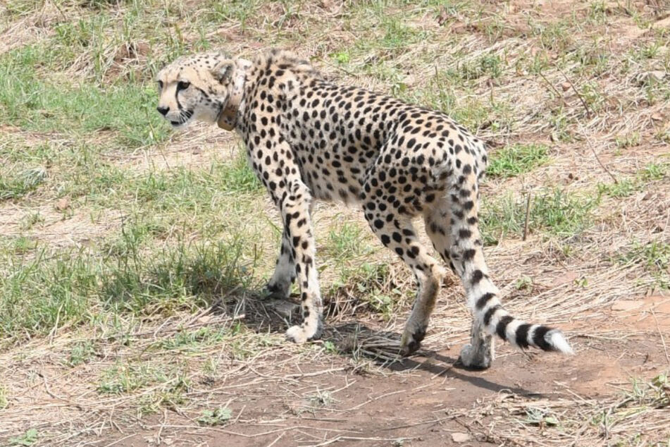 India's prime minister Narendra Modi shared photos of the newly arrived cheetahs, which he welcomed to the country on his birthday.