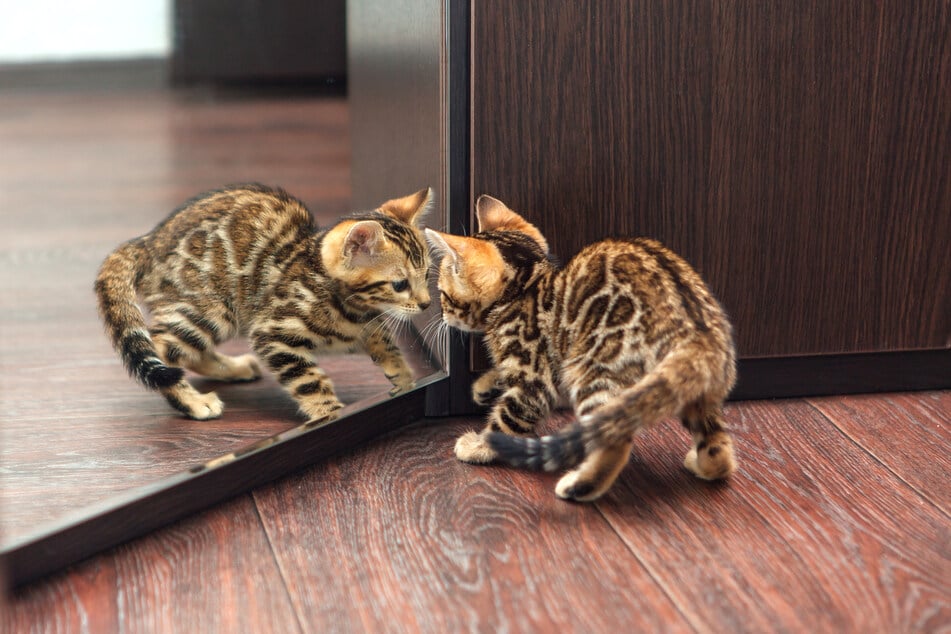 Sehen sich Katzen im Spiegel, erkennen sie meist nicht, dass sie darin selbst abgebildet sind.