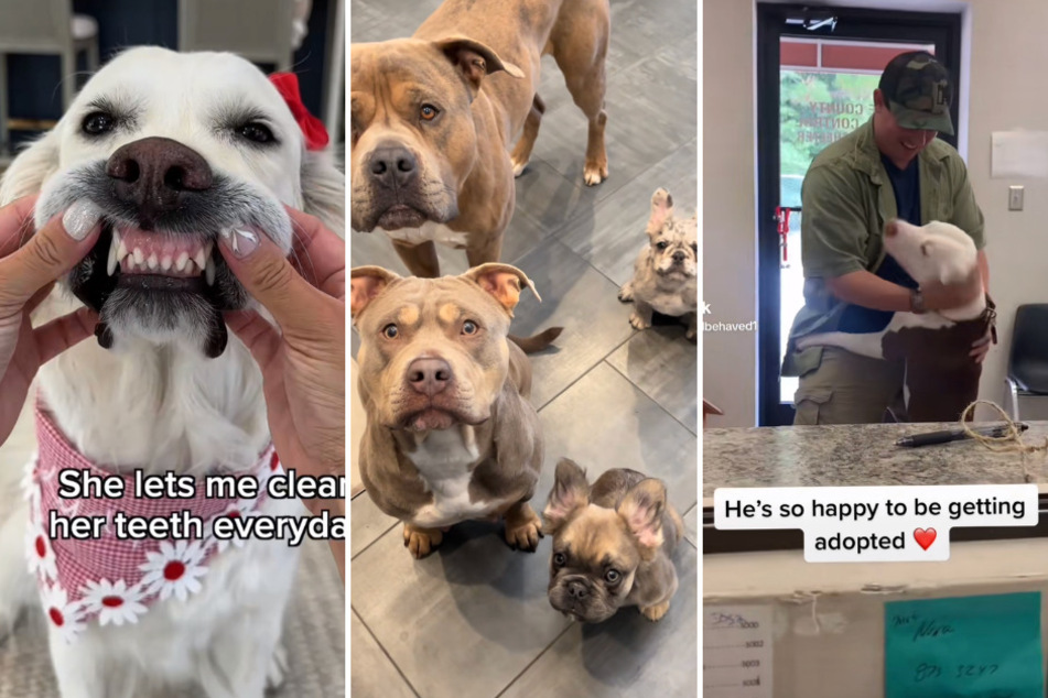 Here are three of the most adorable and wholesome dog videos we've seen on TikTok this week.